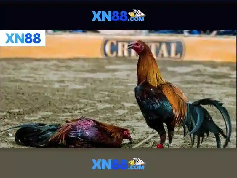 💎kèo bóng đá kèo nhà cái💎