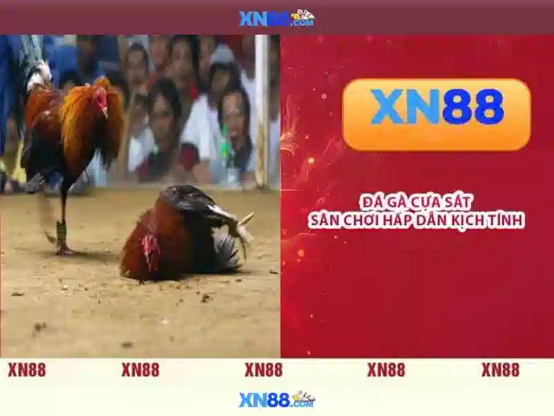 💎cá cược đá gà trực tiếp thomo💎