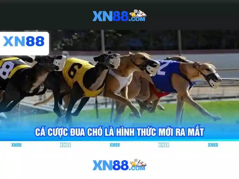 💎ca cuoc thethao💎