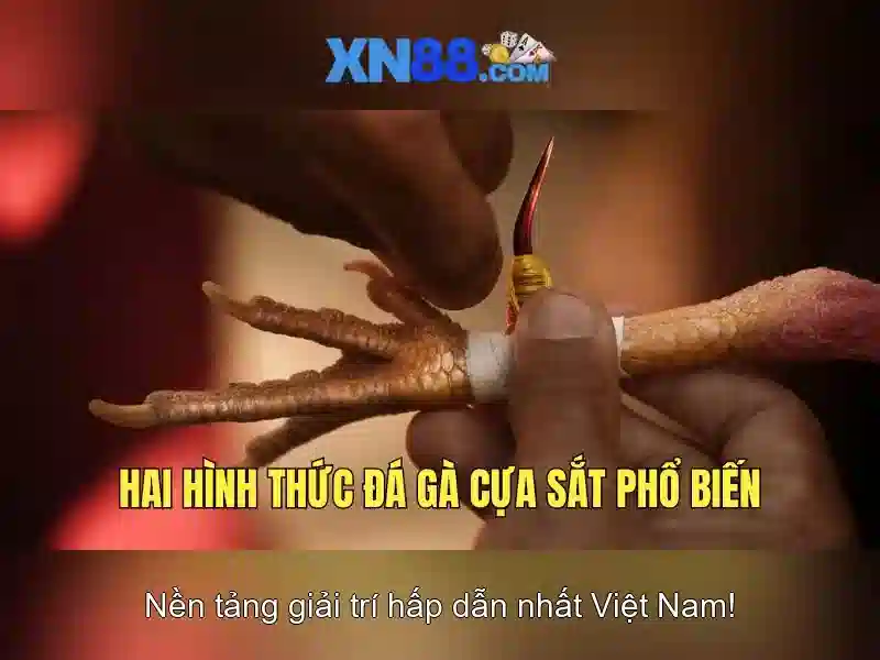 💎sem keo nha cai hom nay💎