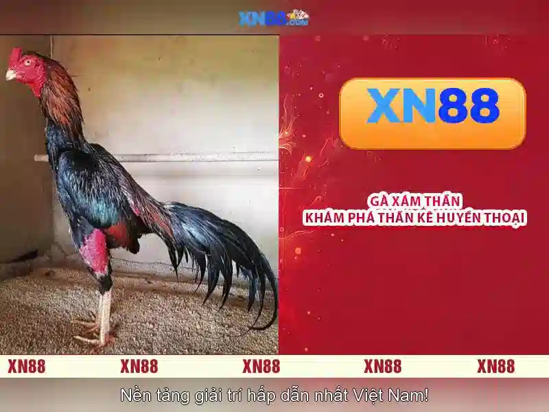 💎top 6 web cá cược bóng đá uy tín 2024💎