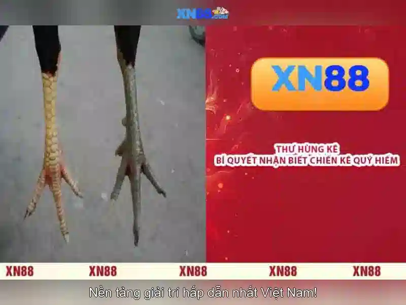 💎sòng bac hoàng gia💎