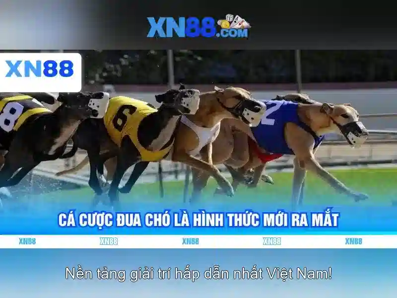 💎tỷ lệ cá cược áo💎